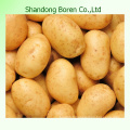 Pommes de terre fraîches avec prix concurrentiel en Chine